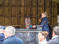 WG061023-18 - Warren Greatrex stable vist